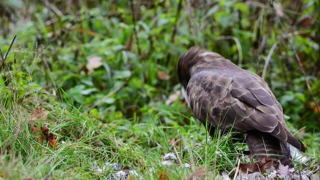 Common buzzard sitting on the ground in a forest meadow eating a dead wood pigeon, november, birds of prey, north rhine westphalia, (buteo buteo), germany