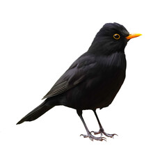 Illustration of a blackbird against a white background. Isolated bird with black plumage.
 - obrazy, fototapety, plakaty