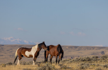Fototapeta na wymiar Wild Horses in the Wyoming Desert in Autumn
