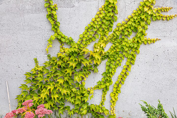 Obraz premium White concrete wall half covered with Parthenocyss tricuspidate Veitchii or Boston ivy, grape ivy, Japanese creeper leaves. Hedera helix, English or European ivy. Plastered wall with decorative grapes