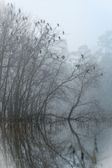A flight of cormorants look out on a landscape shrouded in heavy fog on a winter morning.