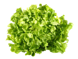 Fototapeta na wymiar Endiviensalat Blattalat - Salat PNG Transparent