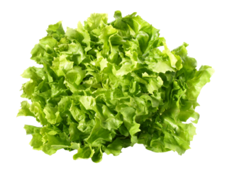 Endiviensalat Blattalat - Salat PNG Transparent