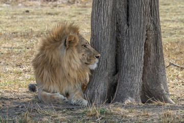 A Lion in Tanzania