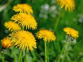 Blühender Löwenzahn, Taraxacum, im Frühling