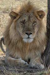 A Lion in Tanzania