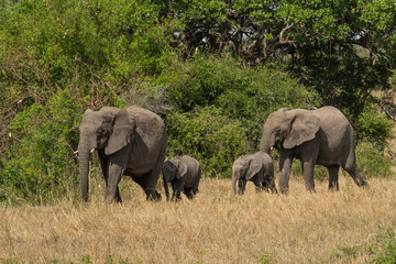 Fototapeta na wymiar Elephants in Tanzania