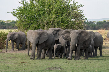 Fototapeta premium Elephants in Tanzania