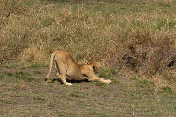A Lion Cub Stretching
