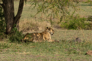 A Lioness in Tanzania