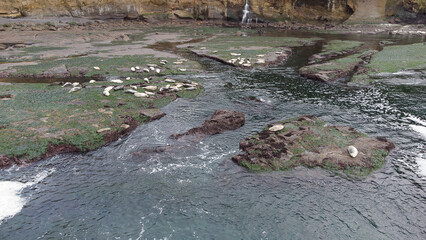 Seals lounging on rocks on a cold, moody day.