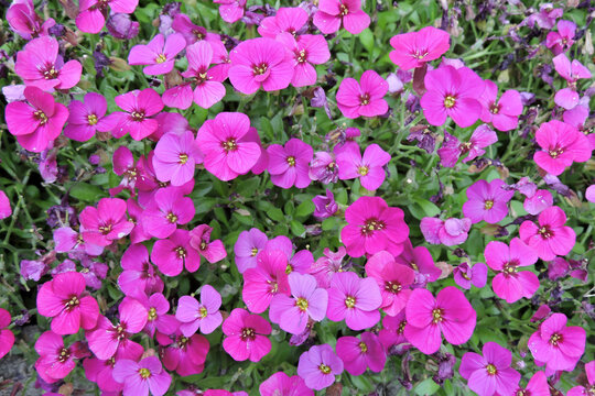 A tuft of pink aubrieta flowers in close-up