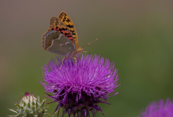 butterfly on a flower
