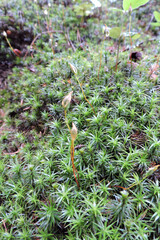 A tuft of common haircap moss with the calyptra