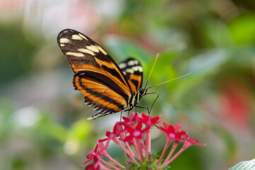 butterfly on a flower