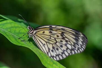 butterfly on leaf