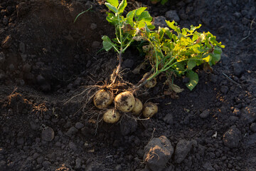 Fresh potatoes roots in vegetables garden