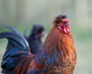 Young red rooster of Poland chick free range