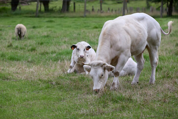 Obraz na płótnie Canvas White cow with calf in meadow