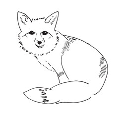 Fox line art sketch illustration. Vector simple