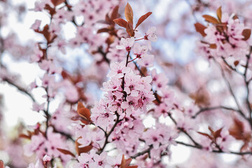 Różowe kwiaty, kwitnące drzewa, wiosna, wszystko kwitnie. Pink flowers, spring, the blooming trees. © Anita