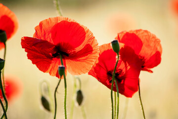 Poppy flowers in spring, may