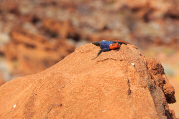 The common agama sits one the stone under the sun. Twyfelfontein, Damaraland, Namibia.
