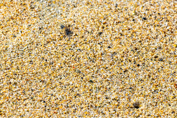 Tiny sand beach crab crabs run dig around on beach.