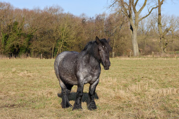 Brown pedigree horse in Flanders Belgium