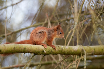European red squirrel on branch of tree