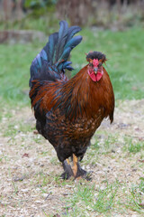 Young red brown rooster free range in garden