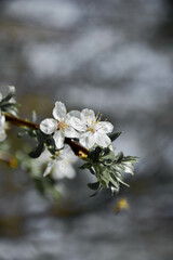 Białe kwiaty, wiosna, kwitnące drzewa, wszystko kwitnie. Spring, the blooming trees, white flowers. © Anita