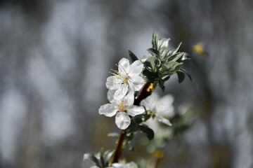 Białe kwiaty, wiosna, kwitnące drzewa, wszystko kwitnie. Spring, the blooming trees, white...