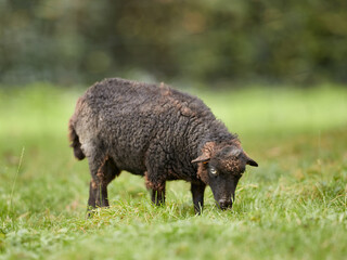 Black brown female ouessant sheep grazes