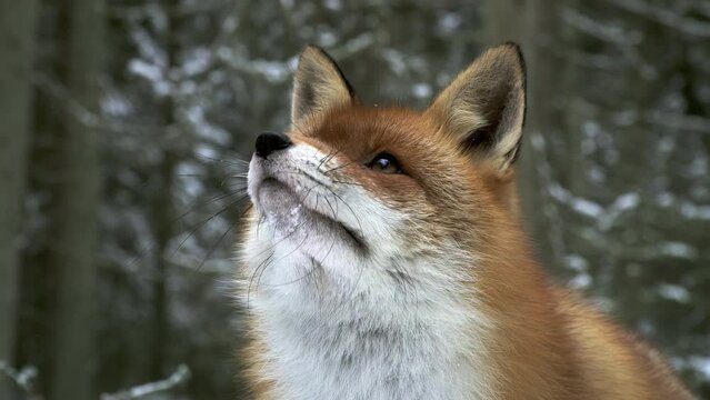 Portrait of a Red fox in winter. The fox vulpes vulpes looks at the birds in the tree. High quality 4k ProRes footage