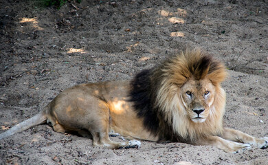Un beau lion se repose avec un regard fixe