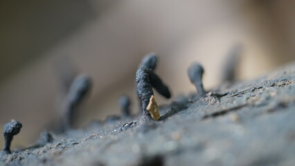 dead man's fingers mushroom