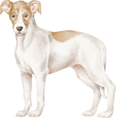 Whippet puppy illustration 