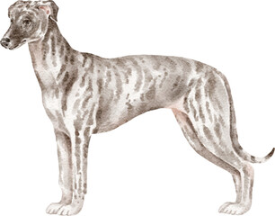 Whippet dog watercolour illustration