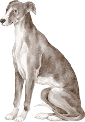Fototapeta premium Whippet dog watercolour illustration