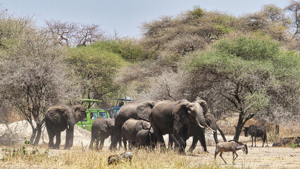 Elefantenherde und Gnus im Tarangire-Nationalpark in Tansania