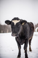 Black angus cow in snow pasture in winter quebec canada