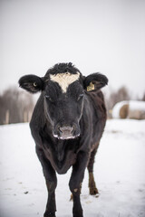Black angus cow in snow pasture in winter quebec canada