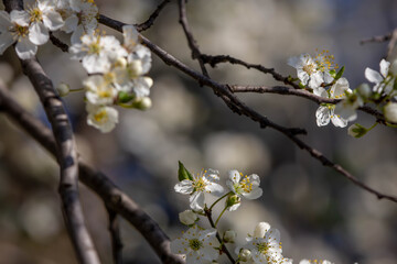 The fruits blossom in spring