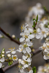 The fruits blossom in spring