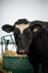 Black angus cow in snow pasture in winter quebec canada