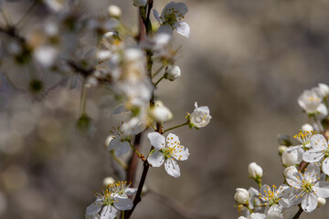 The fruits blossom in spring