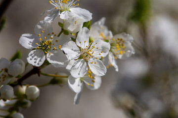 The fruits blossom in spring