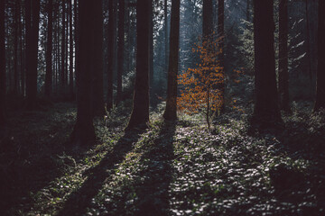 Obraz premium Waldstimmung