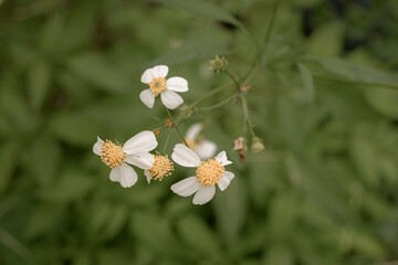 grass flowers in the fog